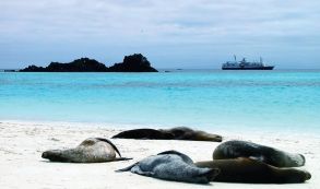 Decomisan 3.600 pepinos de mar en aeropuerto de Galápagos