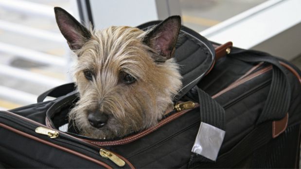 Lo que debe saber para viajar con su mascota en la cabina de un avión
