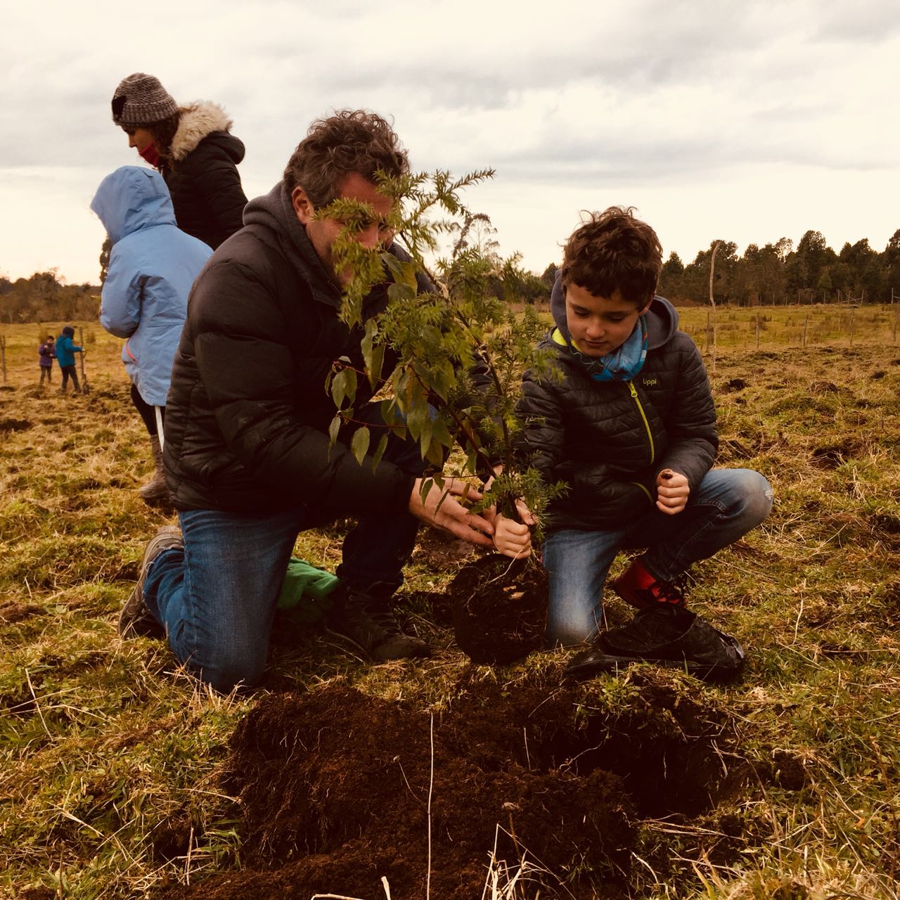 Hotel Cabaña del Lago de Puerto Varas colaboró con 150 árboles en reforestación en Chiloé