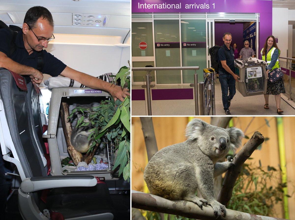 Koala sorprende a pasajeros de un avión al volar junto a ellos hacia Edimburgo