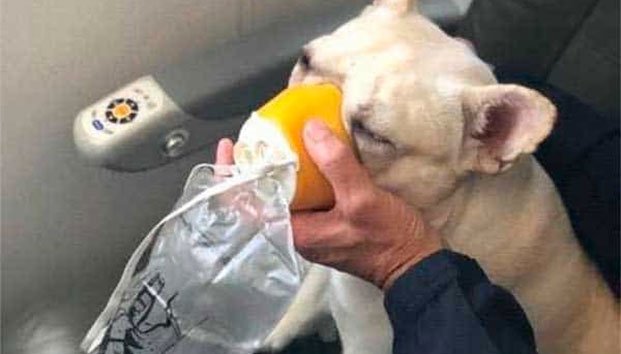 Facebook: empleados de aerolínea rompen protocolo y le ponen máscara de oxígeno a perro para salvarlo