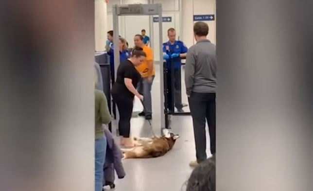 Un perro se planta y se niega a pasar los controles de seguridad de un aeropuerto