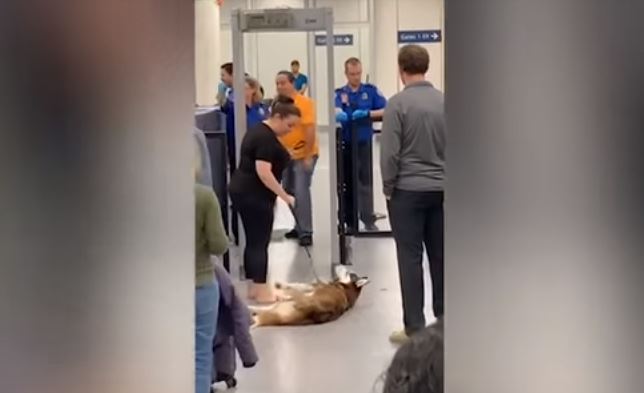 se permiten perros en el aeropuerto de seatac