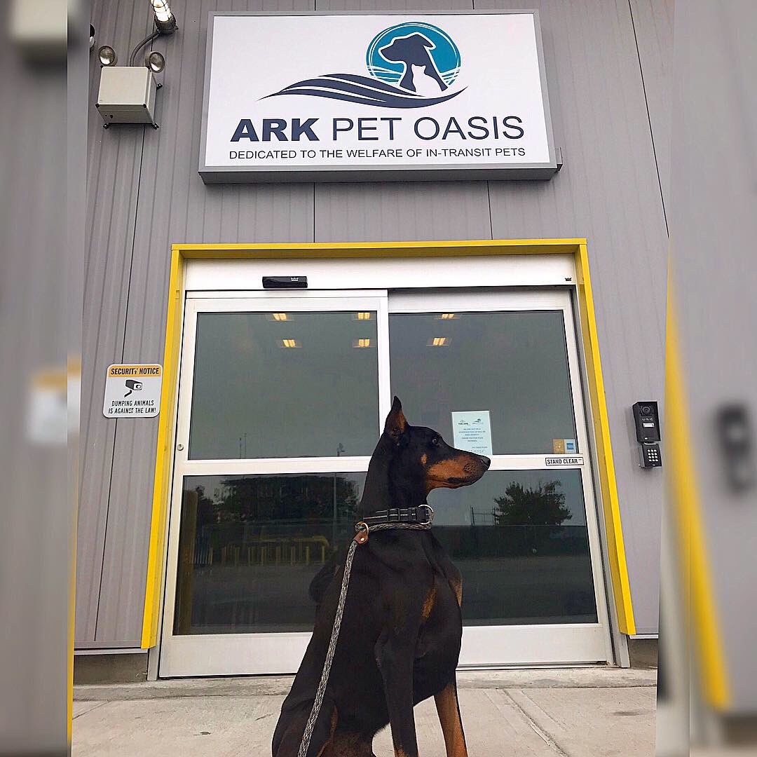 Aeropuerto de Nueva York tiene un ‘paraíso’ para mascotas que llegan a él