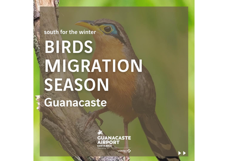Guanacaste Aeropuerto inaugura temporada de migración de aves con exposición fotográfica