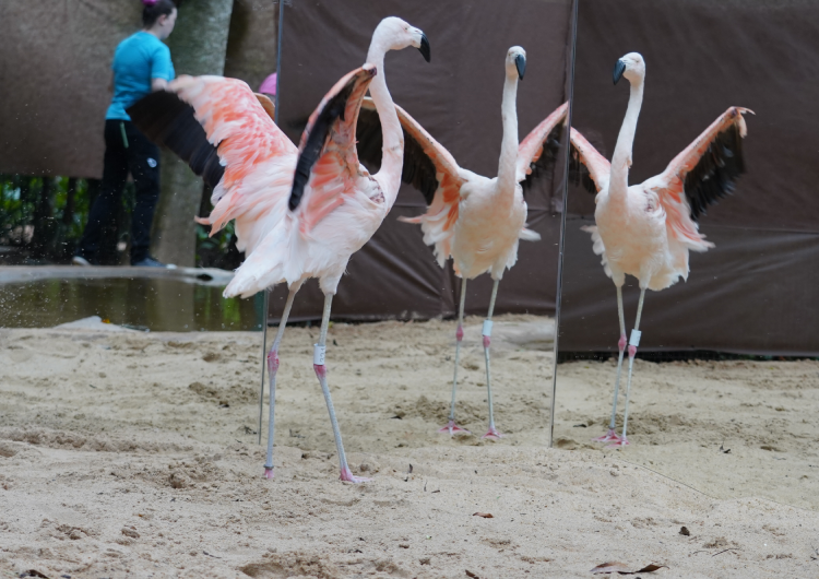 Avião Solidário da LATAM transporta gratuitamente 7 flamingos-chilenos e 1 maguari para Foz do Iguaçu