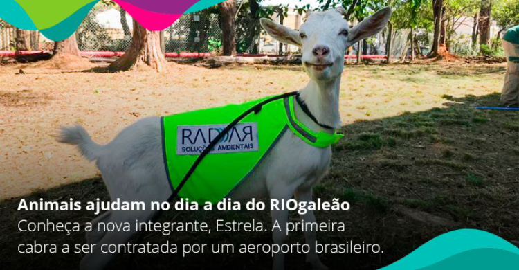El aeropuerto de Río de Janeiro sumó una cabra a su equipo